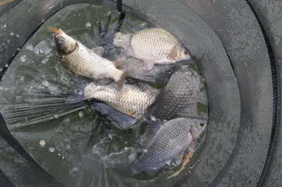 자갈섬낚시터조황입니다