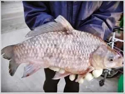 [각평지] 2월 14일 발렌타인데이 4짜 토종붕어 방유