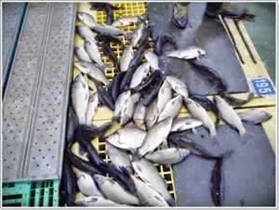 [각평지] 3월 5일 조황 정보