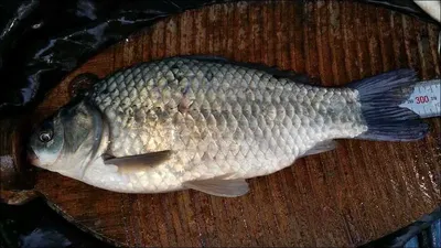 15.07.27 송전지 서울집 조황