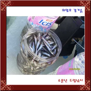빙어,빙어대박,의암호 소문난드림낚시.