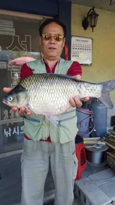 송전지 서울좌대 6월29일 조황