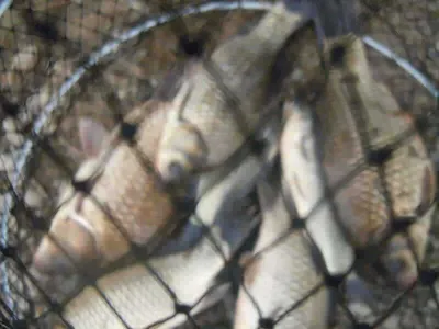 입석낚시터 [토종댐붕어] 6월4일 밤낚시 조황입니다