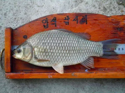 입석낚시터 [토종댐붕어] 9월27일조황