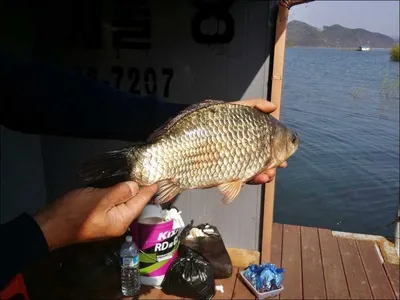 16.04.16 송전지 서울집 조황