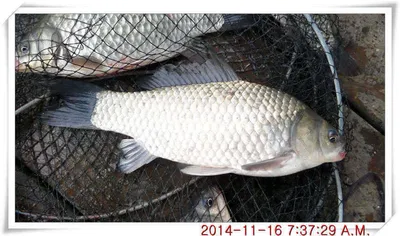 충남 아산 월선낚시터 11월 17일자 조황정보