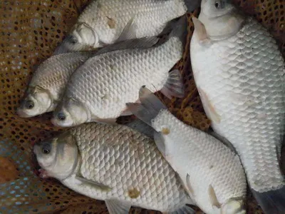 입석낚시터 [토종댐붕어] 7월13일조황