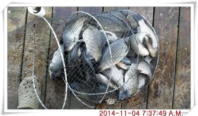 충남 아산 월선낚시터 11월 4일자 조황정보