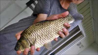 15.08.16 송전지 서울집 조황