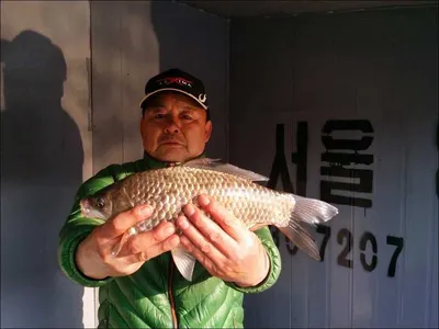 17.03.20 송전지 서울집 조황