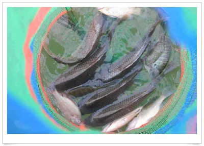 자갈섬낚시터 조황입니다