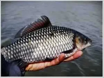 [각평지] 4월 5일 개장일 전 어자원 보강