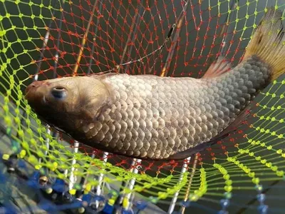 오목낚시터 꽃피는 사월 첫주말 굿조황