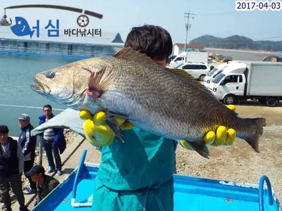 민어(4월3일 어심바다낚시터조황)