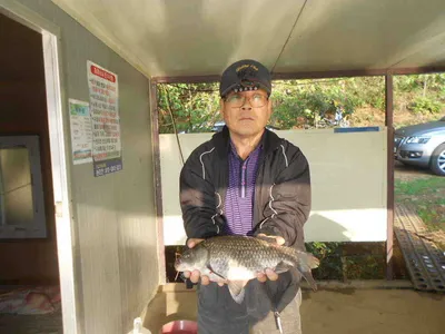 [당진 가교리지] 토종 붕어 조황...