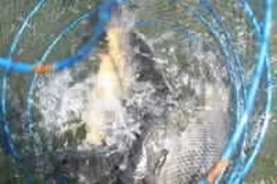 기산낚시터 5월 15일 조황정보입니다.