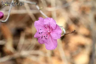 [황청낚시터]알수없는 붕어들 마음~!
