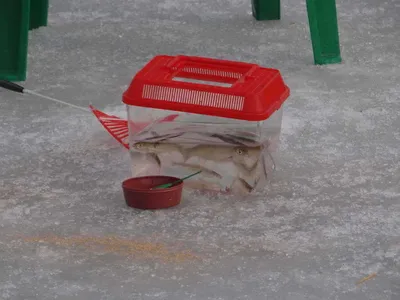 1월 5일 이천빙어축제 이야기~