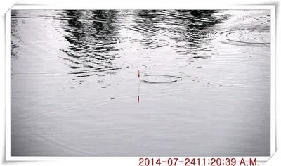 충남 아산 월선낚시터 7월 24일자 조황정보