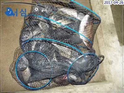 4월26일어심바다낚시터조황