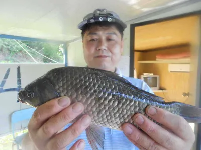 [당진 가교리지  조황화보..]