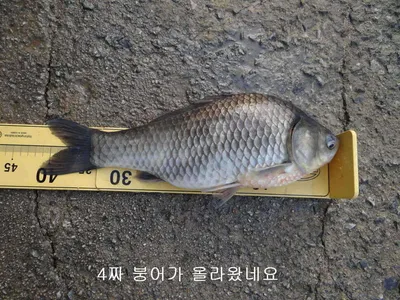 8월31일 각평지 조황정보