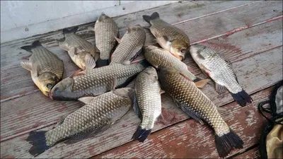 16.05.28 송전지 서울집 조황