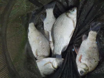 입석낚시터 [토종댐붕어] 9월4일조황