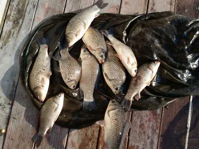 송전지 서울좌대5월11일조황