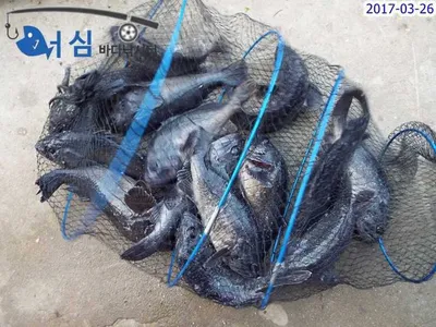 조용한하루(3월26일어심바다낚시터조황)