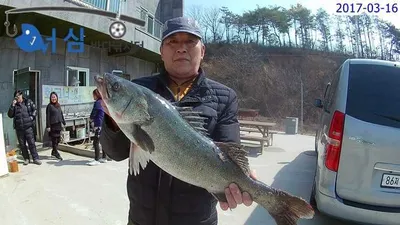 야간방류(3월16일어심바다낚시터조황)