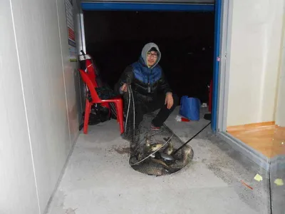 초원낚시터 조황소식과 무료수상좌대 14일까지 개방~~