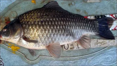 2016.11.12 송전지 서울집 조황