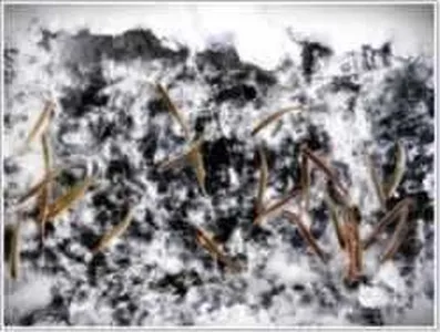 [각평지] 1월 28일(토) 빙어 스케치