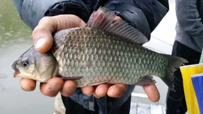 송전지 서울좌대 5월30일 조황