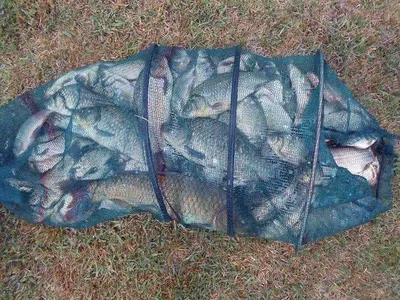 옥천 개심지의 소식