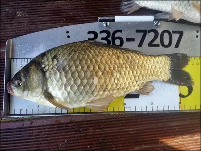 17.04.29 송전지 서울집 조황