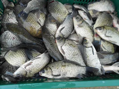 [당진 가교리지 어자원 방류]