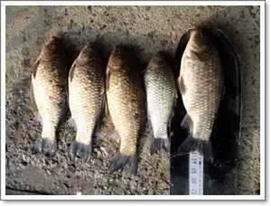 [각평지] 2월 23일 (목) 조황 정보 [ 토종과 쏘가리 ]