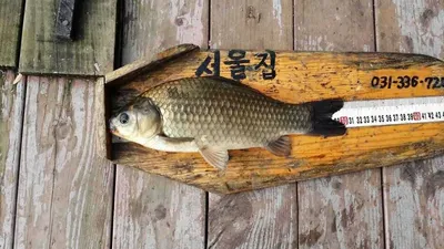 송전서울좌대4일조황