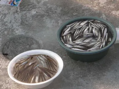 이천빙어축제[각평낚시공원]1월22,23일 조황정보