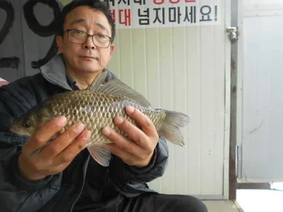 당진"가교리지"대량방류조황