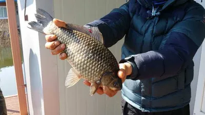 16.03.25 송전지 서울집 조황