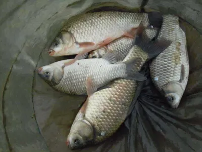 입석낚시터 [토종댐붕어] 7월27일조황