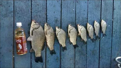 15.09.21 송전지 서울집 조황