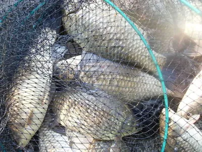 [당진가교리지 산란중. .]