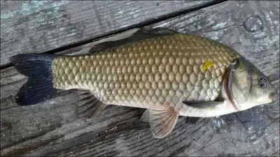 15.08.09 송전지 서울집 조황