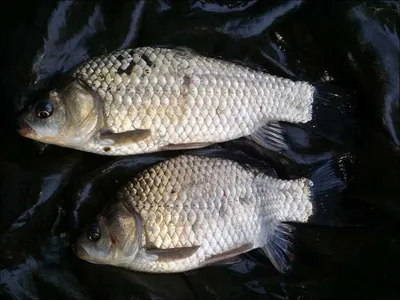 16.05.10 송전지 서울집 조황