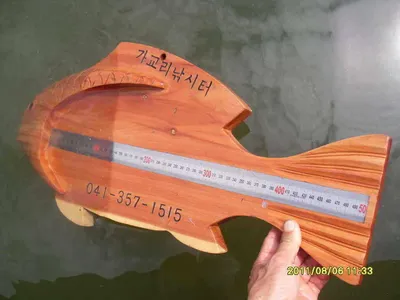 "가교리지" 50cm토종붕어 서식하지않는...