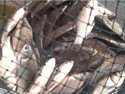 2012년 첫 물낚시 조황입니다.